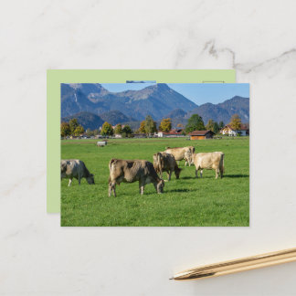 Postal Una manada de vacas en Allgäu, Baviera, Alemania