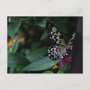 Postal Una mariposa amarilla sobre flores rosadas