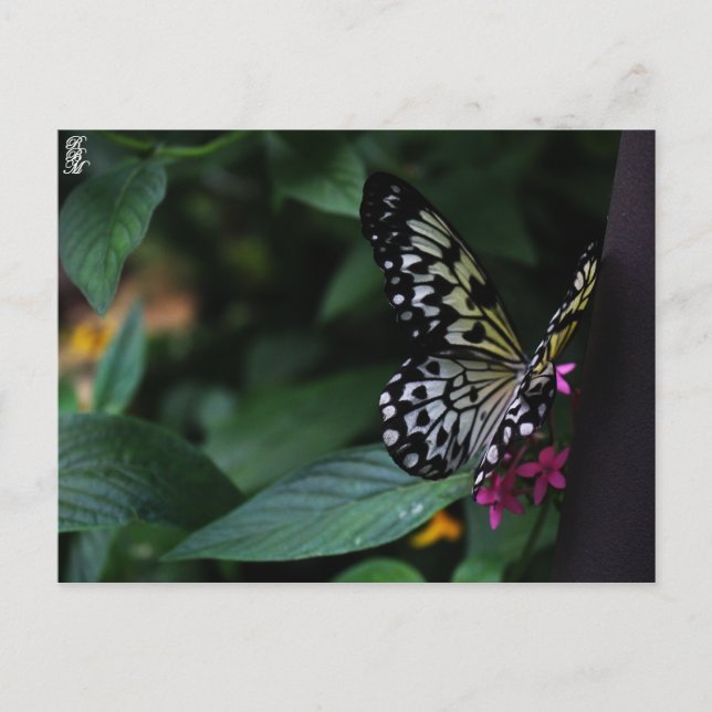 Postal Una mariposa amarilla sobre flores rosadas (Anverso)