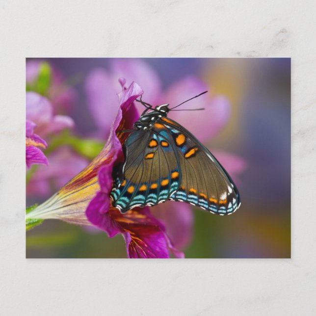 Postal Una mariposa cola de golondrina (Anverso)