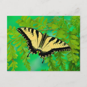 Postal Una Mariposa Cola de Golondrina Aterrizando