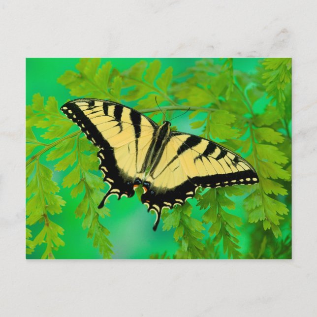 Postal Una Mariposa Cola de Golondrina Aterrizando (Anverso)