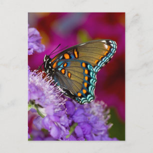 Postal Una mariposa cola de golondrina de la especia