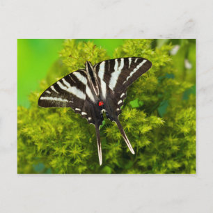 Postal Una mariposa cola de golondrina norteamericana