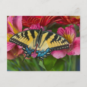 Postal Una mariposa cola de golondrina tigre