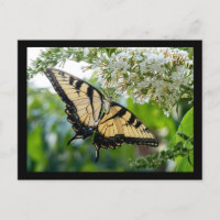 Una mariposa con alas amarillas y negras