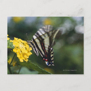 Postal Una mariposa, en la familia de los sándwiches o