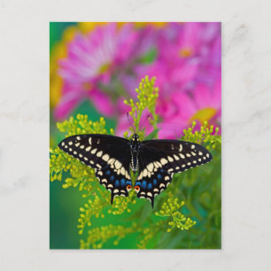 Postal Una Mariposa Macho Posa