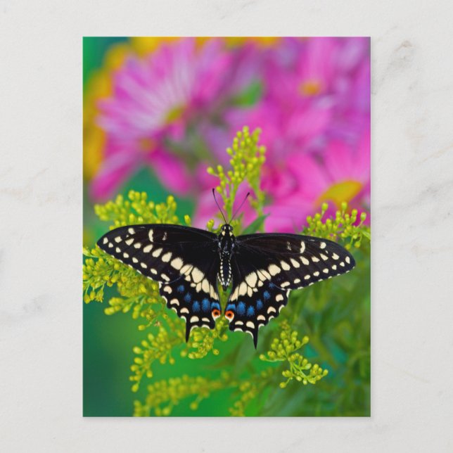 Postal Una Mariposa Macho Posa (Anverso)