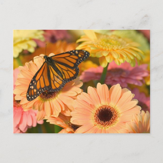 Postal Una Mariposa Manto de Luto (Anverso)