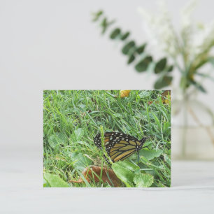 Postal Una mariposa monarca