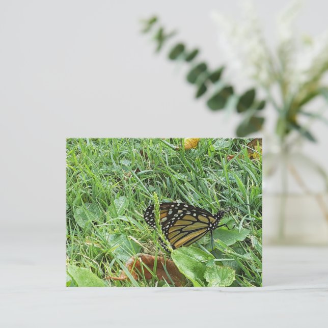Postal Una mariposa monarca (Anverso de pie)