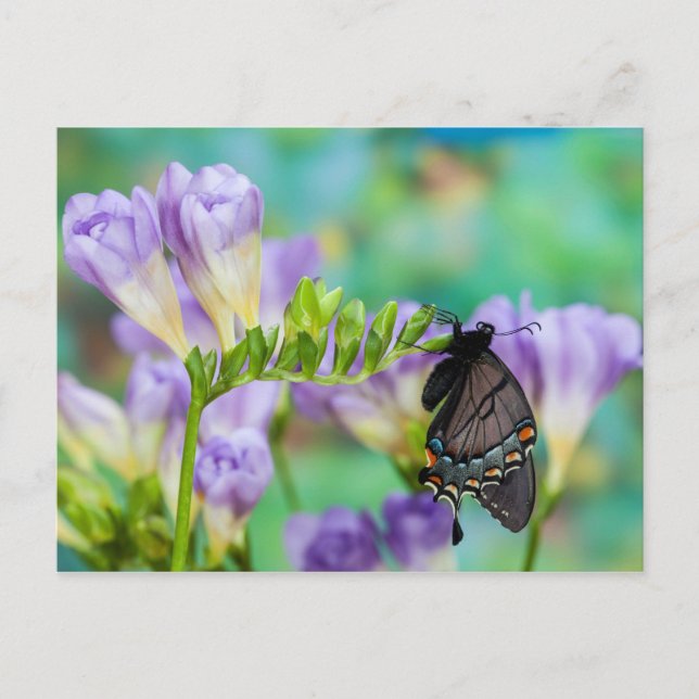 Postal Una Mariposa Monarca | Danaus Plexippus (Anverso)