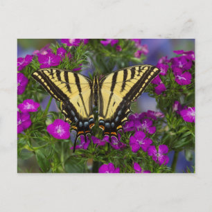 Postal Una Mariposa Monarca en Flores Rosa Oscuro