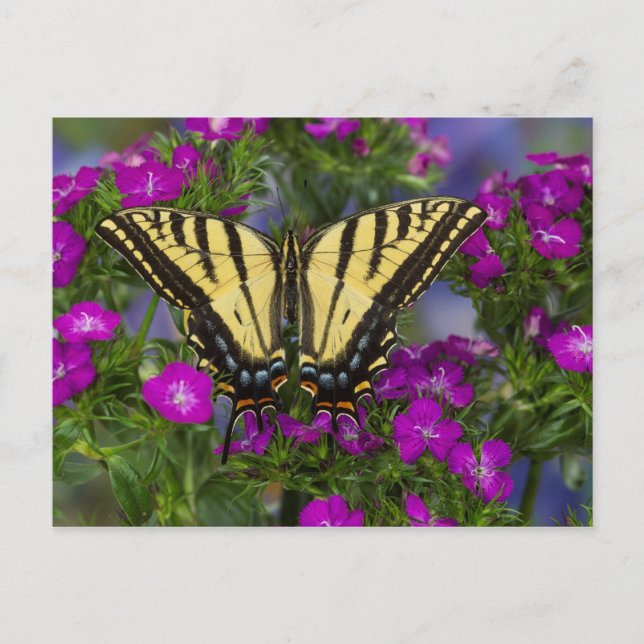 Postal Una Mariposa Monarca en Flores Rosa Oscuro (Anverso)