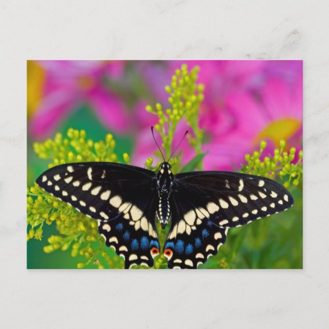 Postal Una Mariposa Swallowtail Aterrizando (Anverso)