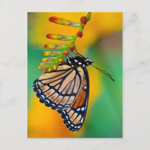 Postal Una mariposa virrey en flores