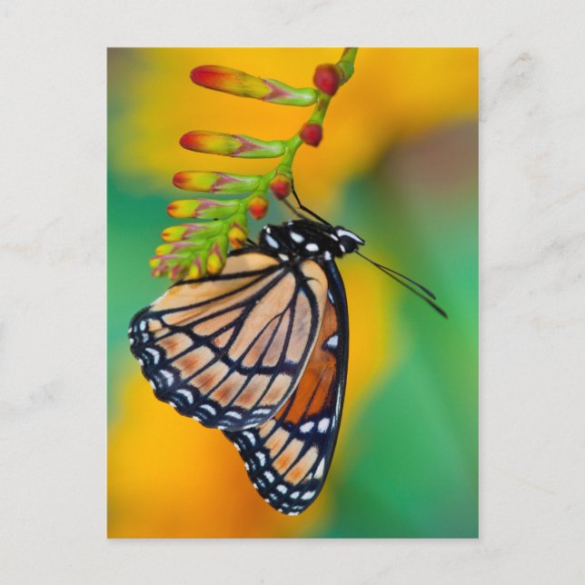 Postal Una mariposa virrey en flores (Anverso)