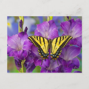 Postal Una mariposa virrey en gladiolos púrpura
