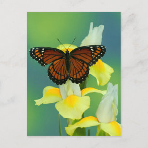 Postal Una mariposa virrey en un iris japonés amarillo