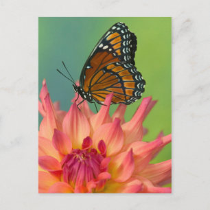 Postal Una mariposa virrey en una Zinnia