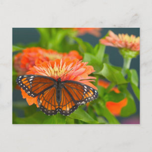 Postal Una mariposa virrey en zinnias naranjas