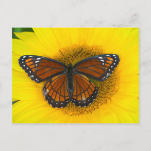 Postal Una mariposa virrey   Limenitis Archippus