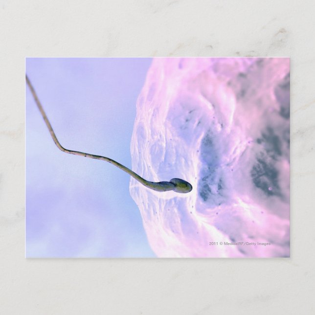 Postal Una mirada aumentada a un esperma fertilizando un  (Anverso)