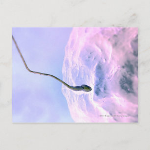Postal Una mirada aumentada a un esperma fertilizando un