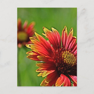 Postal Una Mirada más Cerca