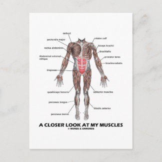 Postal Una Mirada Más Cercana A Mis Músculos (Anatomía / 