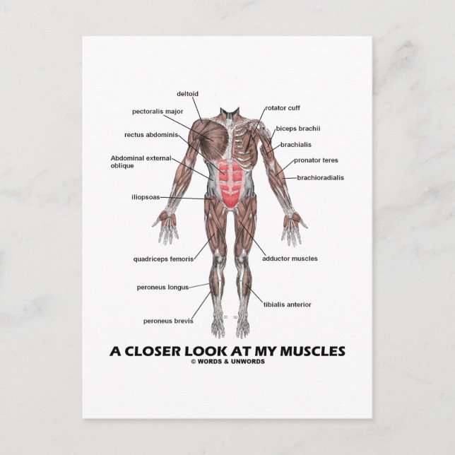 Postal Una Mirada Más Cercana A Mis Músculos (Anatomía /  (Anverso)