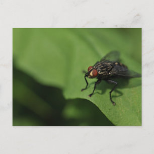 Postal Una mosca doméstica en una hoja verde
