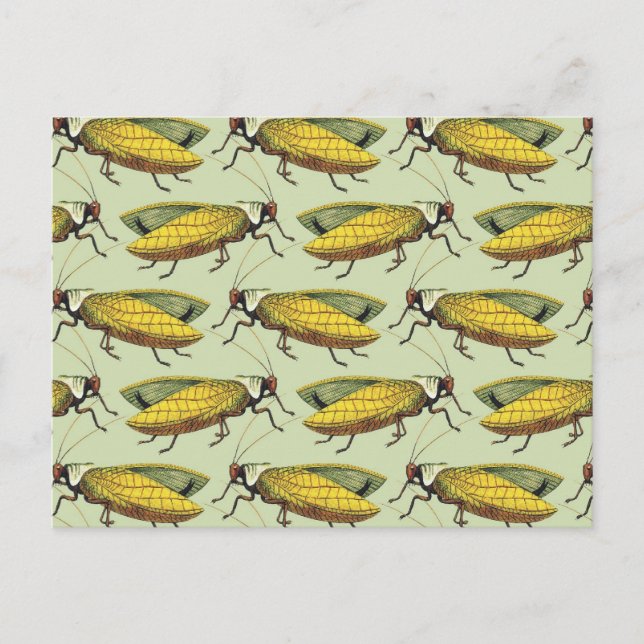 Postal Una multitud de katidos (Anverso)