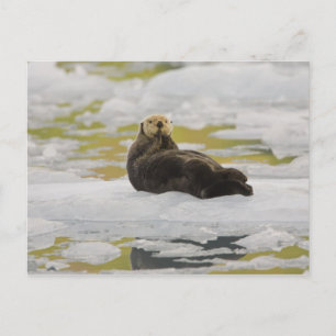 Postal Una nutria marina descansa en un pequeño iceberg