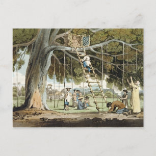 Postal Una ofrenda de frutas primerizas al Dios de Dios,