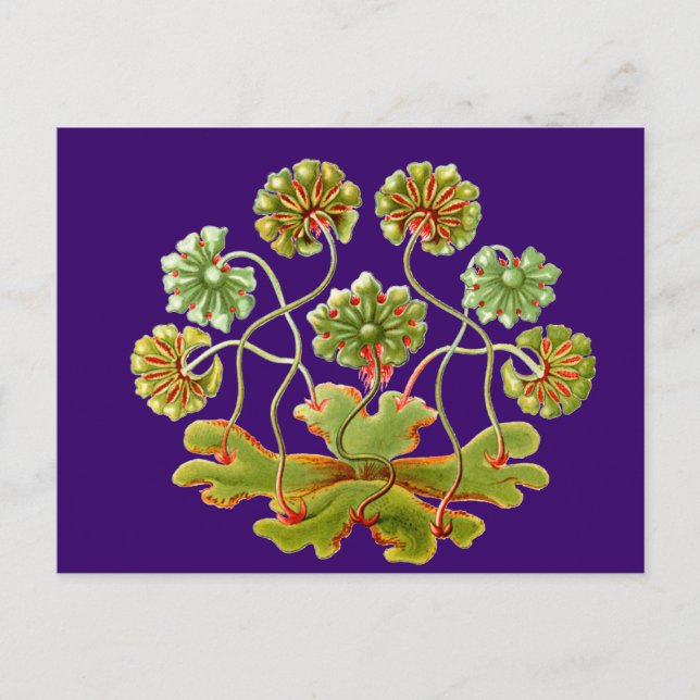 Postal Una orina de hígado (Anverso)