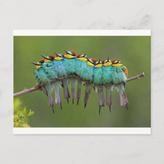 Postal Una oruga de aves