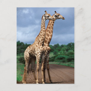 Postal Una pareja de jirafas en la carretera, Kruger Naci