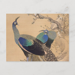 Postal Una pareja de pavos reales en primavera por Imao K