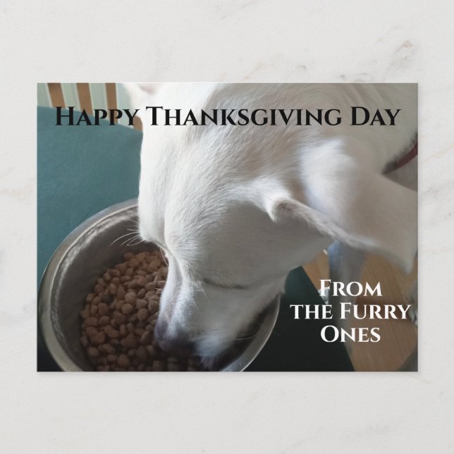 Postal Una pequeña foto de un perro hambriento que no pue (Anverso)