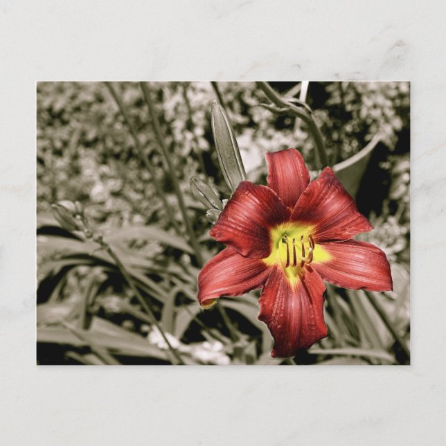 Postal Una pizca de color (Anverso)