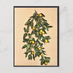 Postal Una rama de limones, Limone, Garda, Lago de, Itali