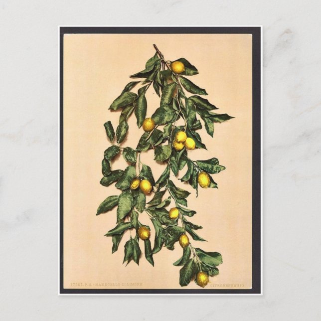 Postal Una rama de limones, Limone, Garda, Lago de, Itali (Anverso)