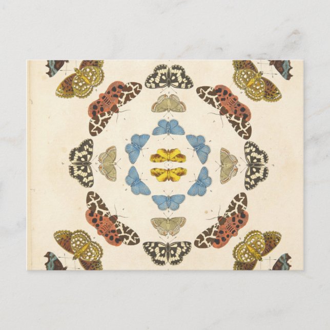 Postal Una rara representación de mariposas y polillas (Anverso)