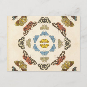 Postal Una rara representación de mariposas y polillas