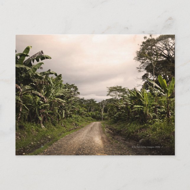 Postal Una remota carretera de la jungla (Anverso)