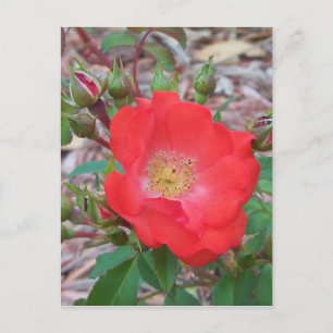 Postal Una rosa abierta de color salmón simple
