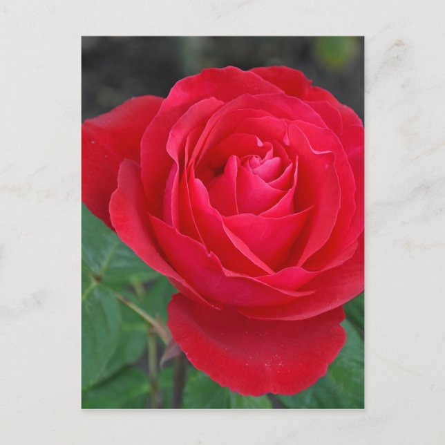 Postal Una rosa roja (Anverso)