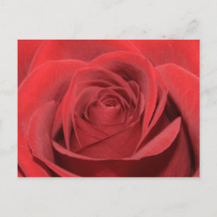 Postal Una rosa roja